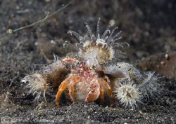 Hermit crab. Lembeh straits. D200, 60mm. by Derek Haslam 